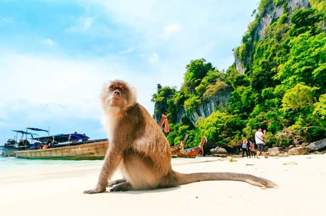 Monkey Beach, also known as Monkey Beach in Phi Phi Phi.