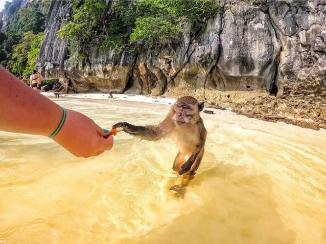 Monkey Beach in Phi Phi Phi, also known as Monkey Beach