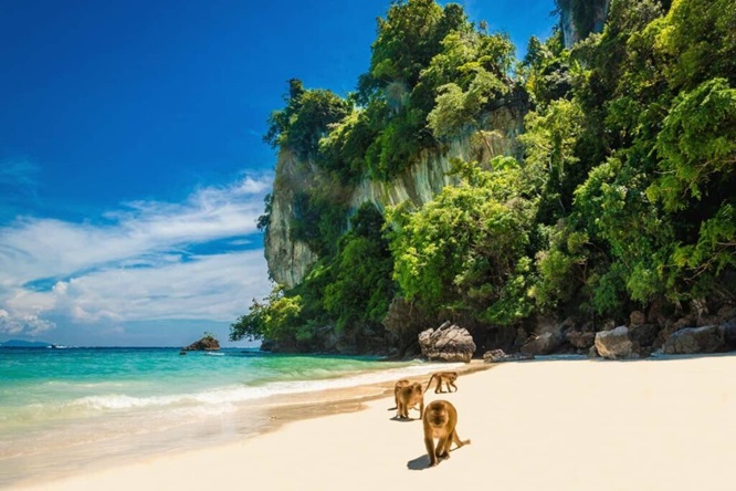 Phi Phi Phi: Monkey Beach, or monkey beach