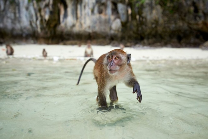  Monkey Beach (monkey beach) on Phi Phi