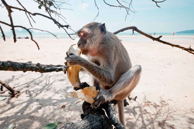  Monkey Beach on Phi Phi Phi is Monkey Beach 