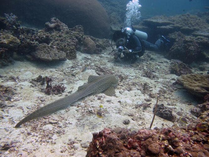 Diving and snorkeling on Hin Bida.