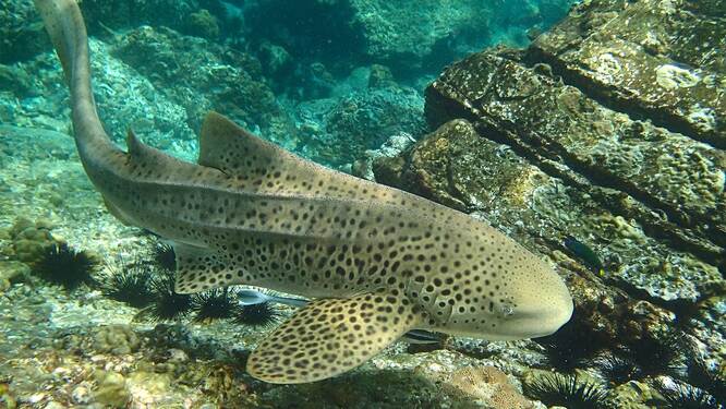 Diving and snorkeling off Hin Bida Island