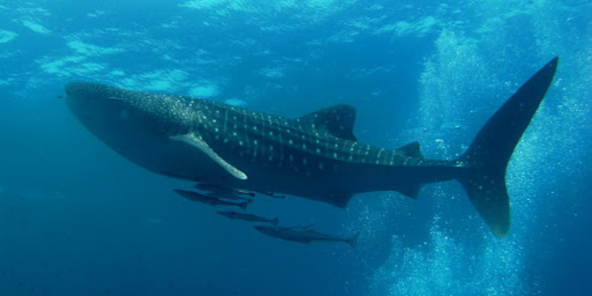 Diving and snorkeling in the Hin Bida area