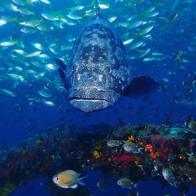 Seil Rock on Koh Tao is the perfect dive spot in the Gulf of Thailand!