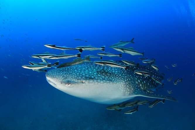 Seil Rock (Koh Tao) is an indispensable diving spot in the Gulf of Thailand!